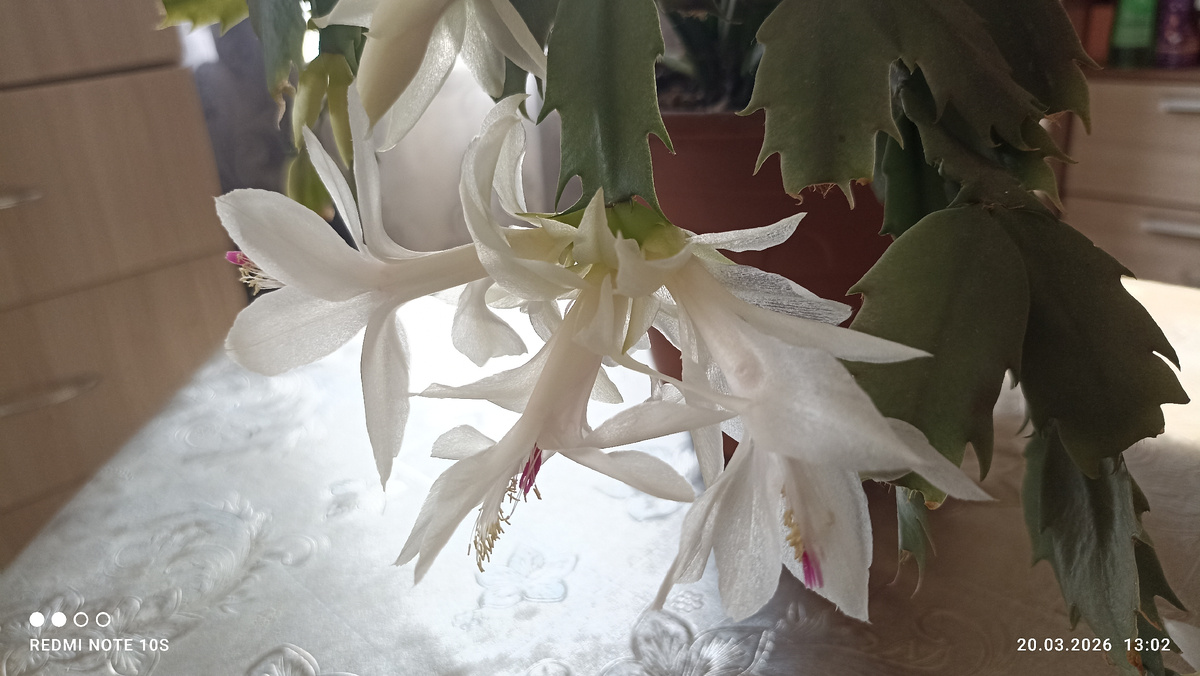 Белый декабрист. Фото автора.