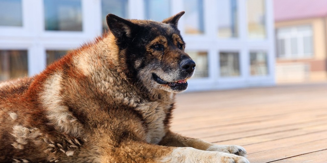 В Подмосковье возбудили дело из-за избиения собаки