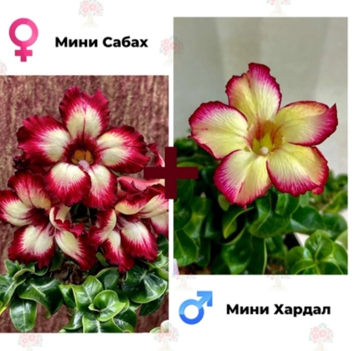 Родители моей минички. Фото из сети