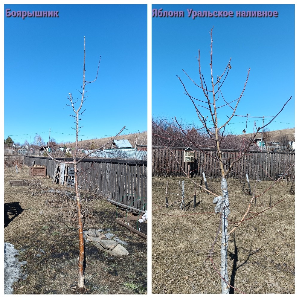 Деревья после корректировки