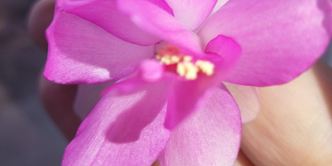 Вреднятины дети попросили