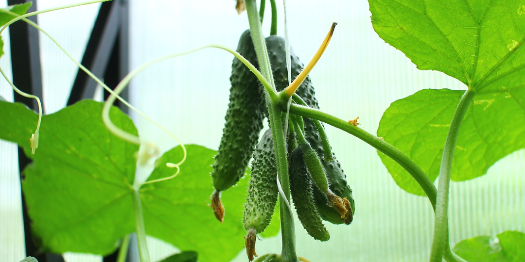 Почему огурцы вырастают невкусными
