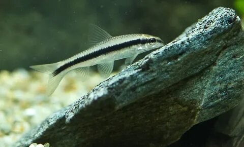 Сиамский водорослеед (Crossocheilus oblongus) — главный санитар аквариума