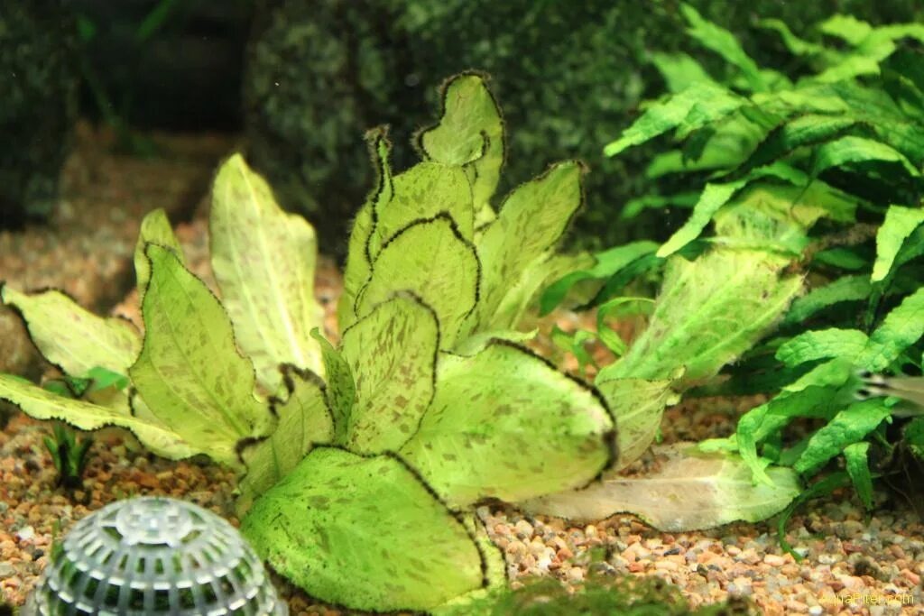 Вьетнамка (Audouinella) — ещё один тип водорослей, с которым справляется сиамский водорослеед