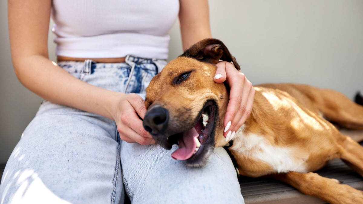    Физический контакт для собаки — важная часть социального поведения и выражения эмоций