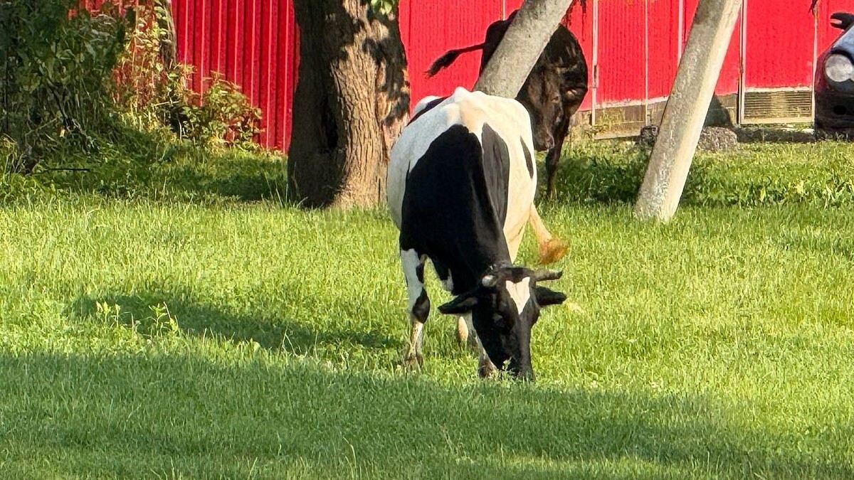    Фото: телеканал «Краснодар»