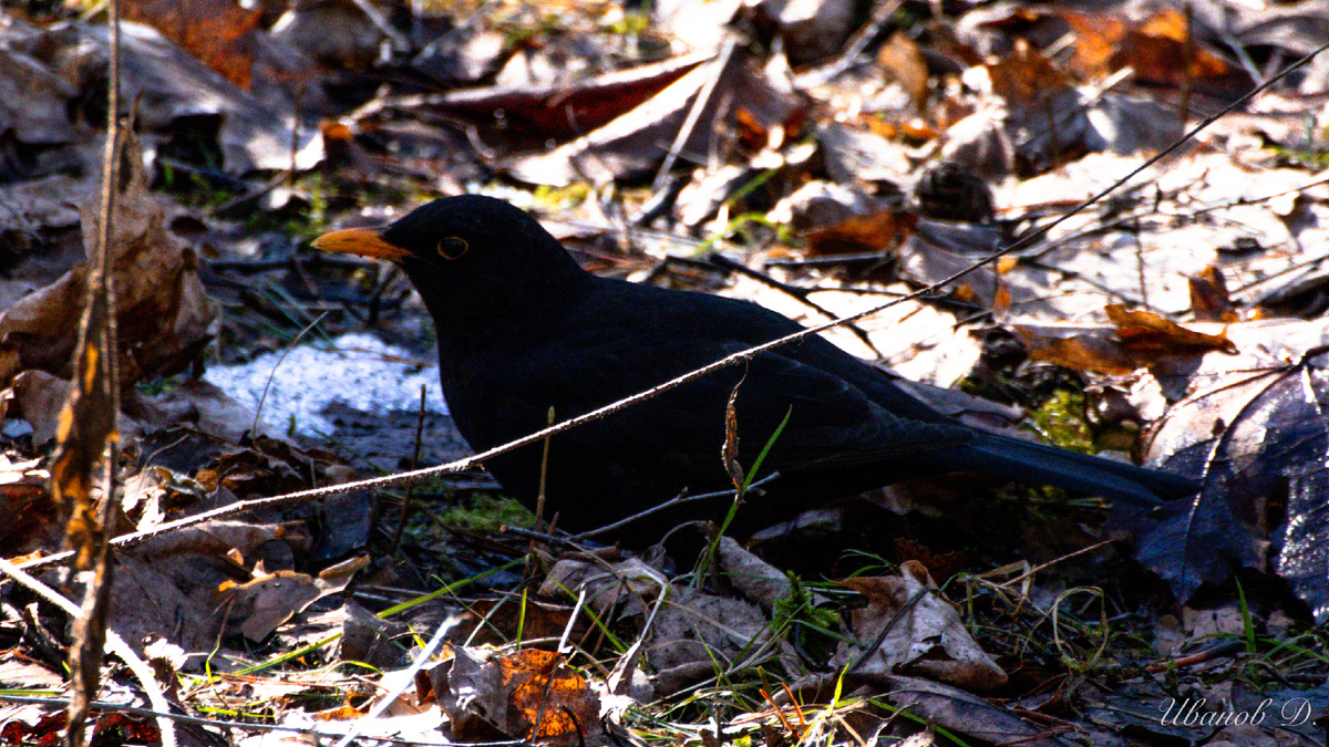 Фото - март 2026