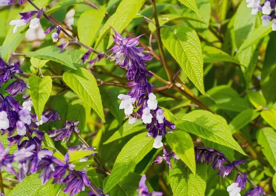 Salvia divinorum