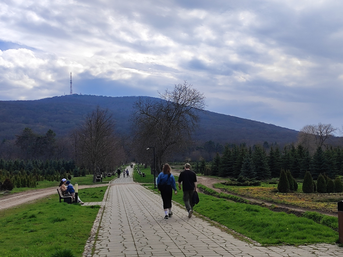 Проходная аллея на территории Перкальского питомника (апрель 2026 года)