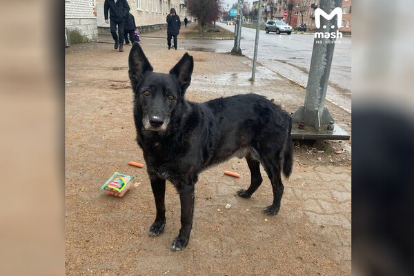 Telegram-канал «Mash на Мойке»  📷