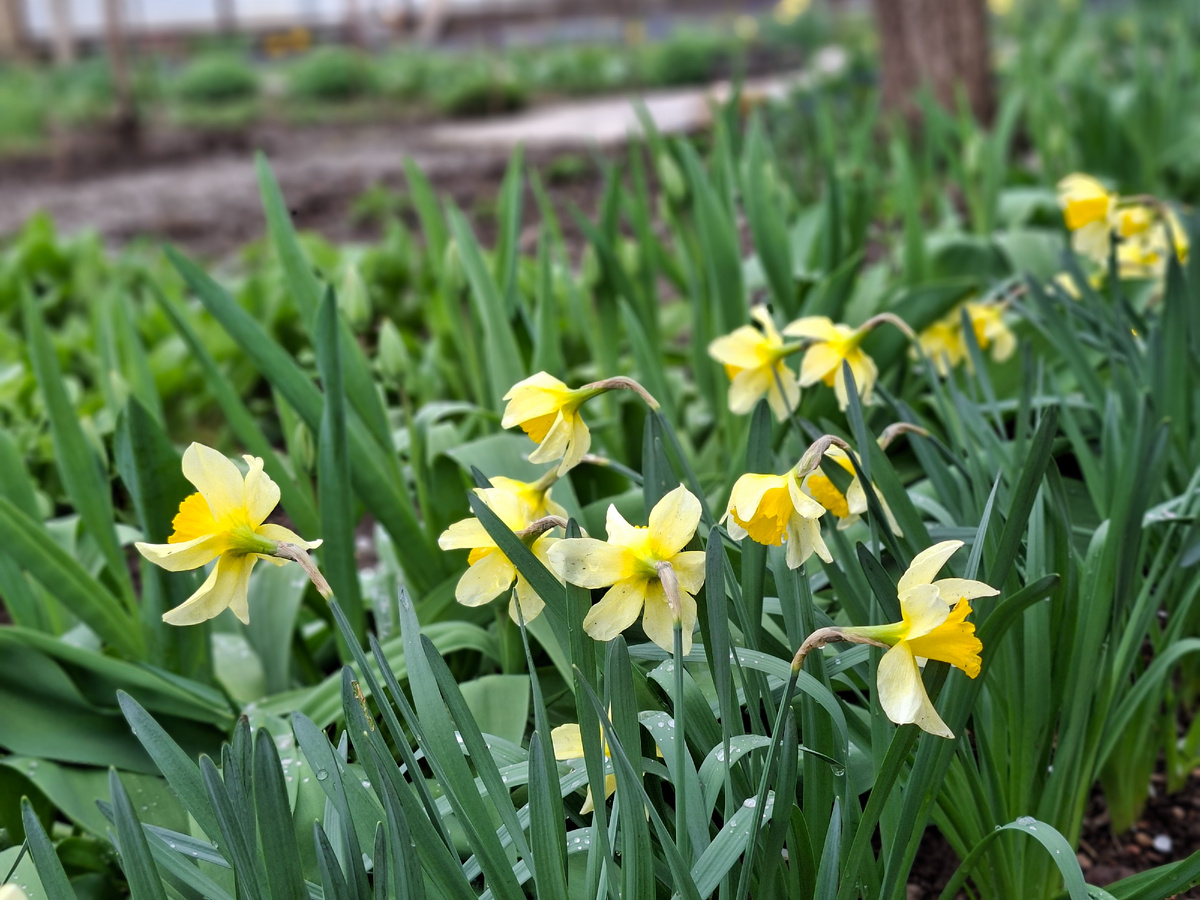 В моем саду.