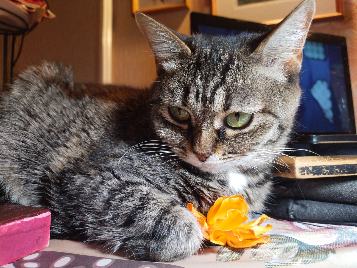 Вот вам цветочек! 😍