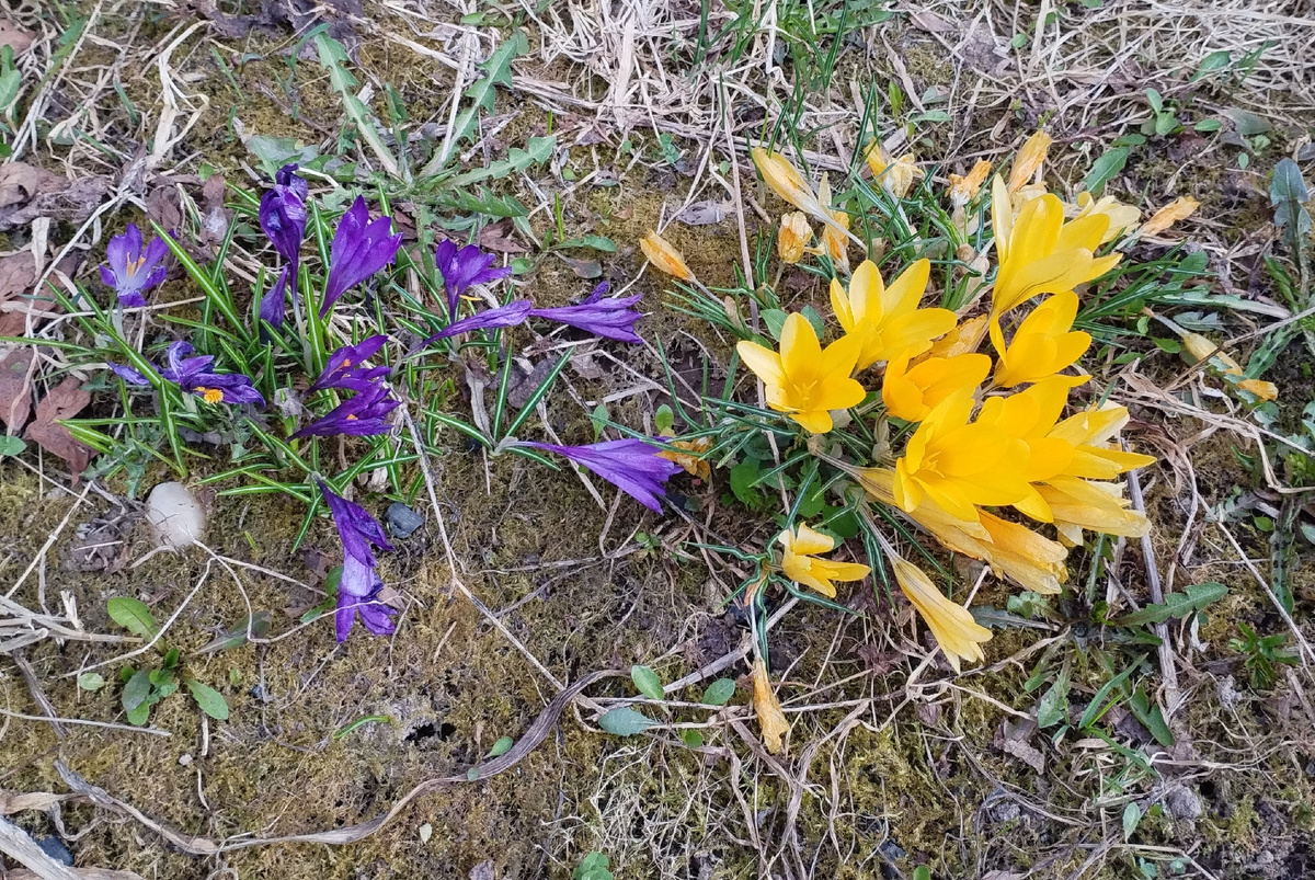 Наши цветуечки