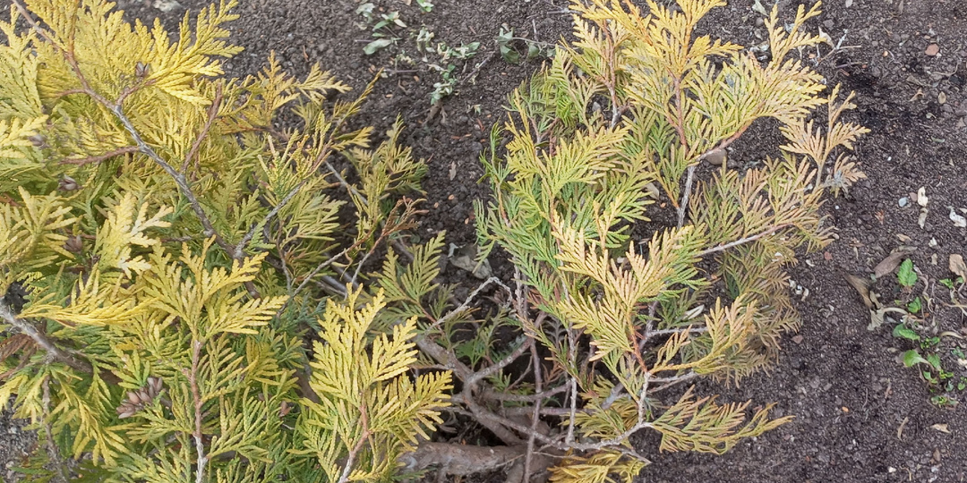 Первый уход за декоративными кустарниками: вначале оцениваем состояние, а потом лечим и кормим