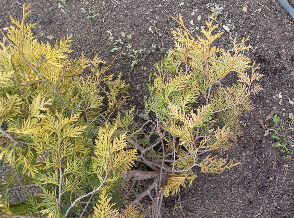 фото автора: хлороз у туй в гор. Кирове