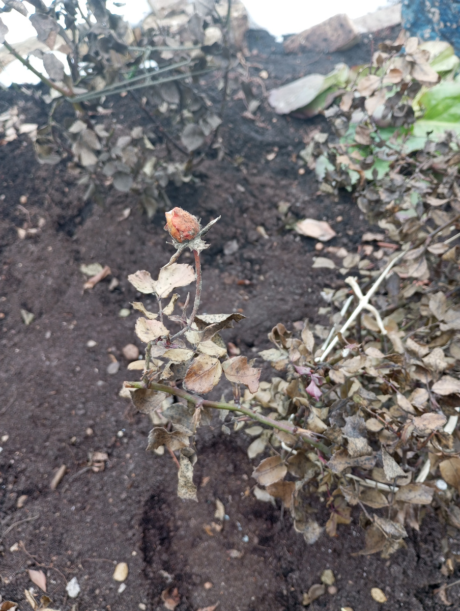 фото автора (Александра Ж): роза с серой гнилью в гор. Киров