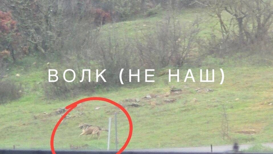 Волк против Джины: 0:1 по очкам, но Джина побывала в госпитале