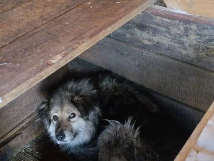 Субботний День стольника с Гришей и спасенышами с отлова.