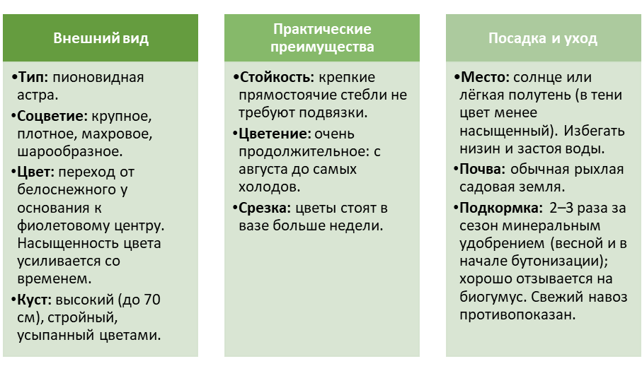 Астра «Серебряная башня»: какая она, и как ухаживать