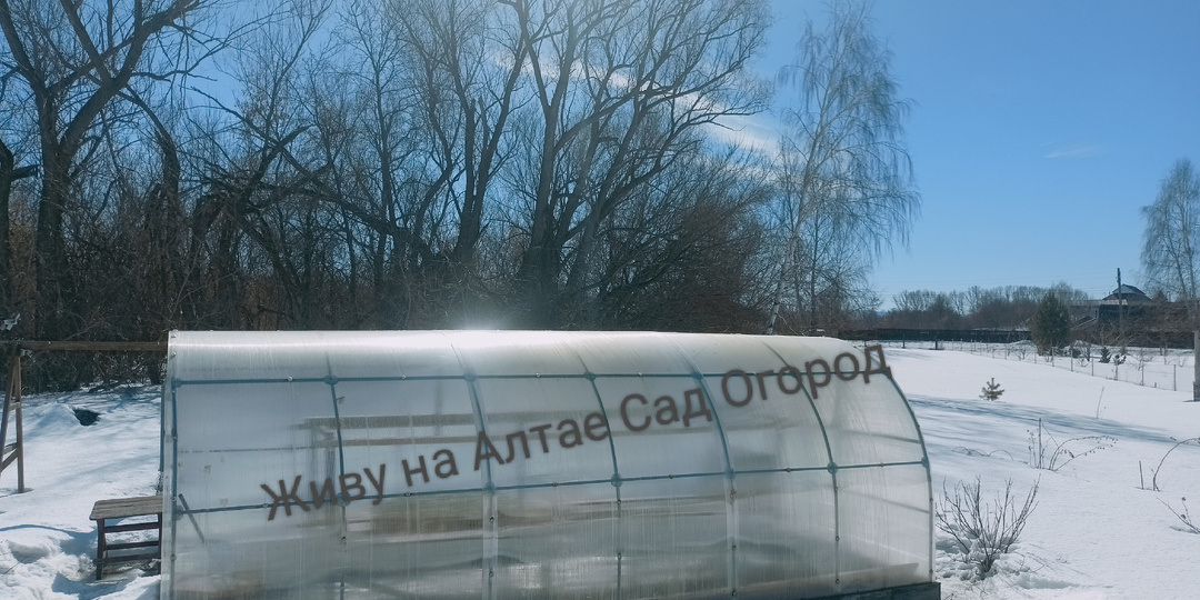 Форс-мажор Оставили рассаду томатов с надеждой что всё будет хорошо