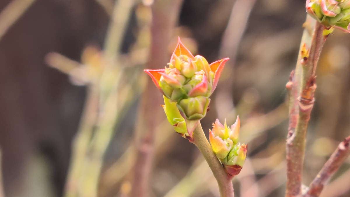 Голубика весной: Обязательная подкормка и уход. Как добиться обильного плодоношения.Фото автора