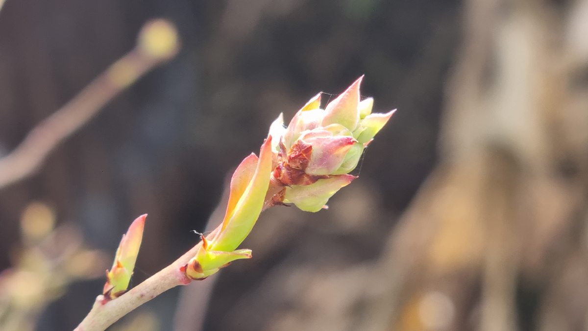 Голубика весной: Обязательная подкормка и уход. Как добиться обильного плодоношения.Фото автора