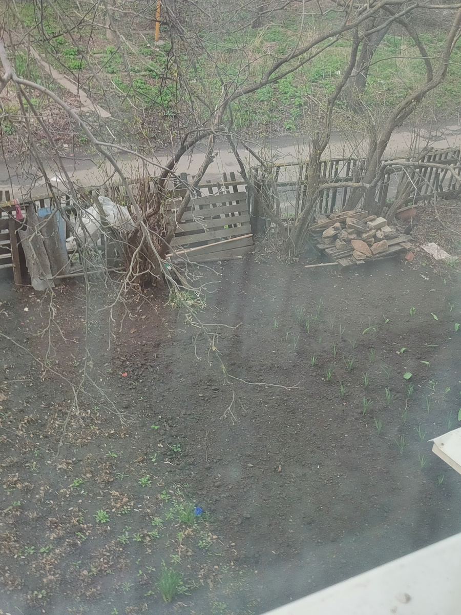 Кто-то решил ухаживать за участком