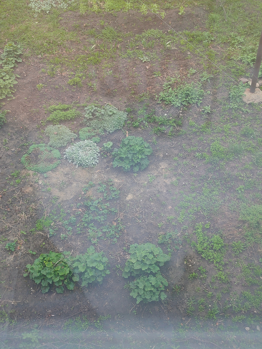 Наша клумба 