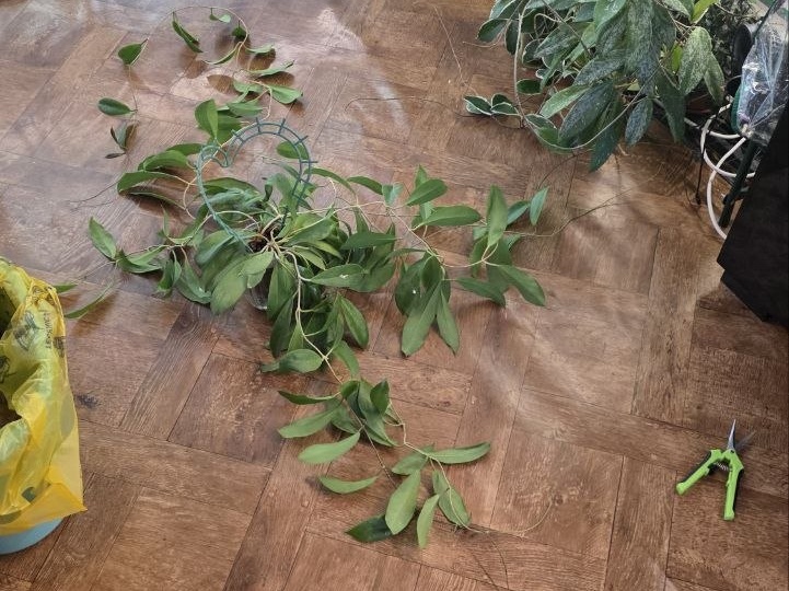 Ну, раз понеслось распутывание хой, добралась до пары пубикалисов и до Mindorensis