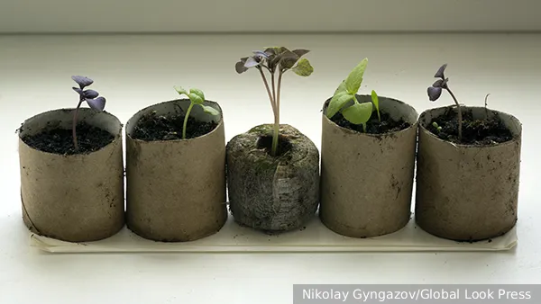 @ Nikolay Gyngazov/Global Look Press. Tекст: Ольга Никитина