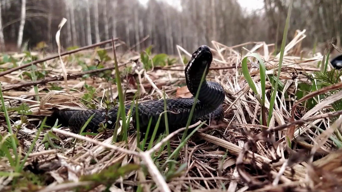    Первый канал