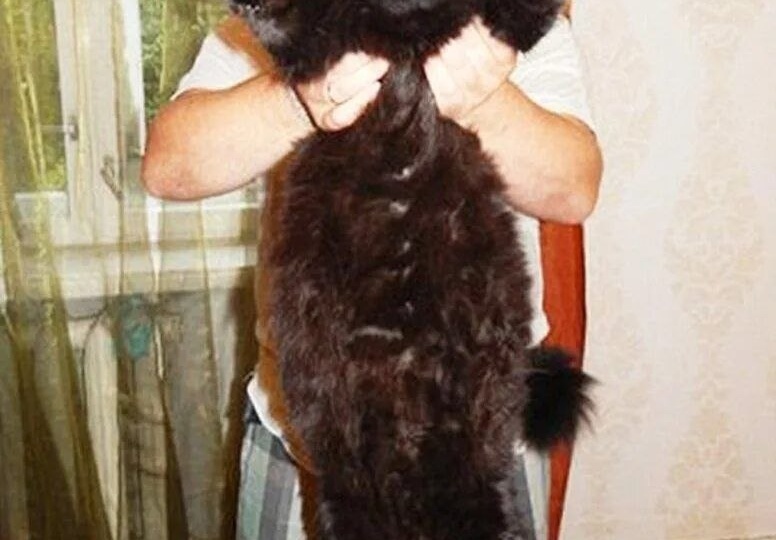 Мы тут взвесили нашего малыша Марсика