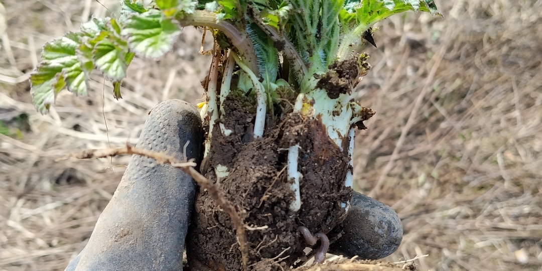 Открыт борщесезон - 2026