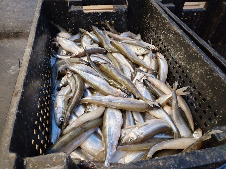     фото: архив мк в Мурманске.