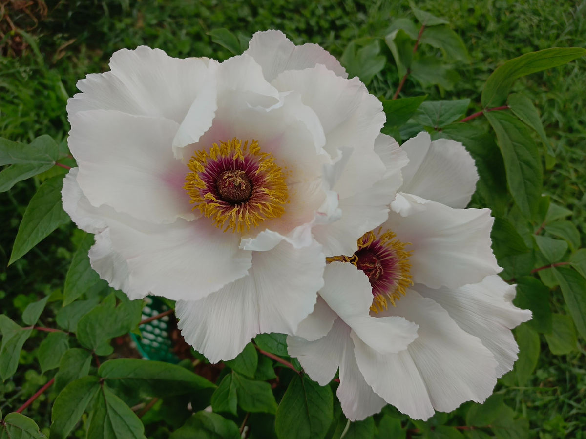 Адлер, ЖК Летняя резиденция, Сорт древовидного пиона Paeonia suffruticosa, апрель 2026 года