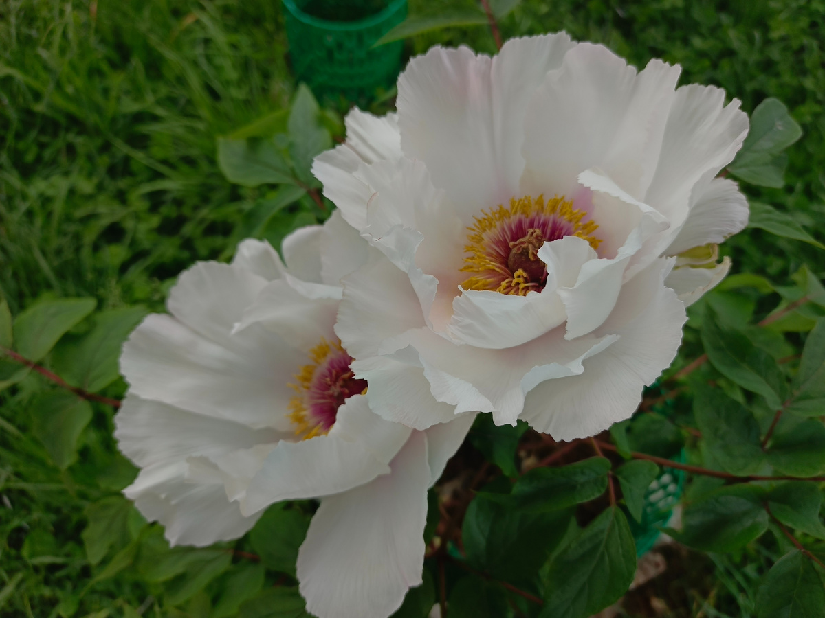 Адлер, ЖК Летняя резиденция, Сорт древовидного пиона Paeonia suffruticosa, апрель 2026 года