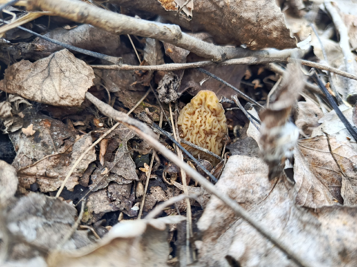 Фото Галины Конопкиной. Первые шапочки.