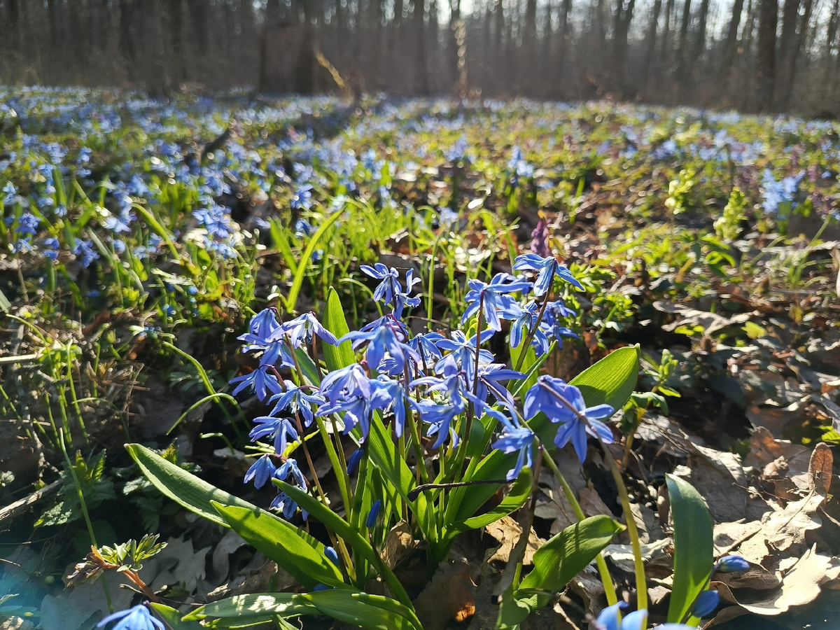 Фото Галины Конопкиной. Пролески
