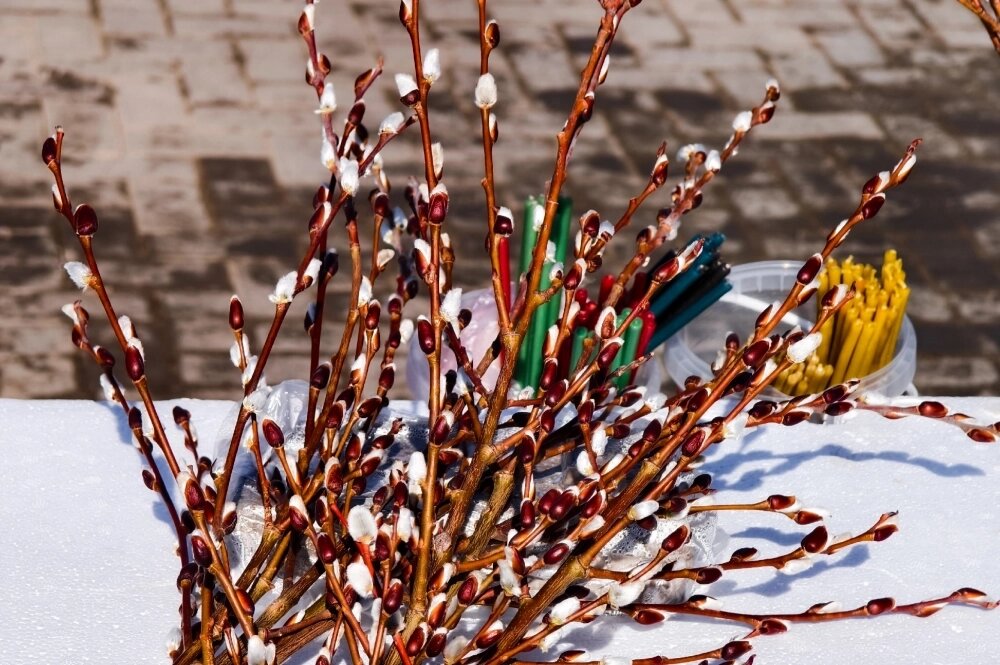    Фото: АиФ/ Дмитрий Еланаков