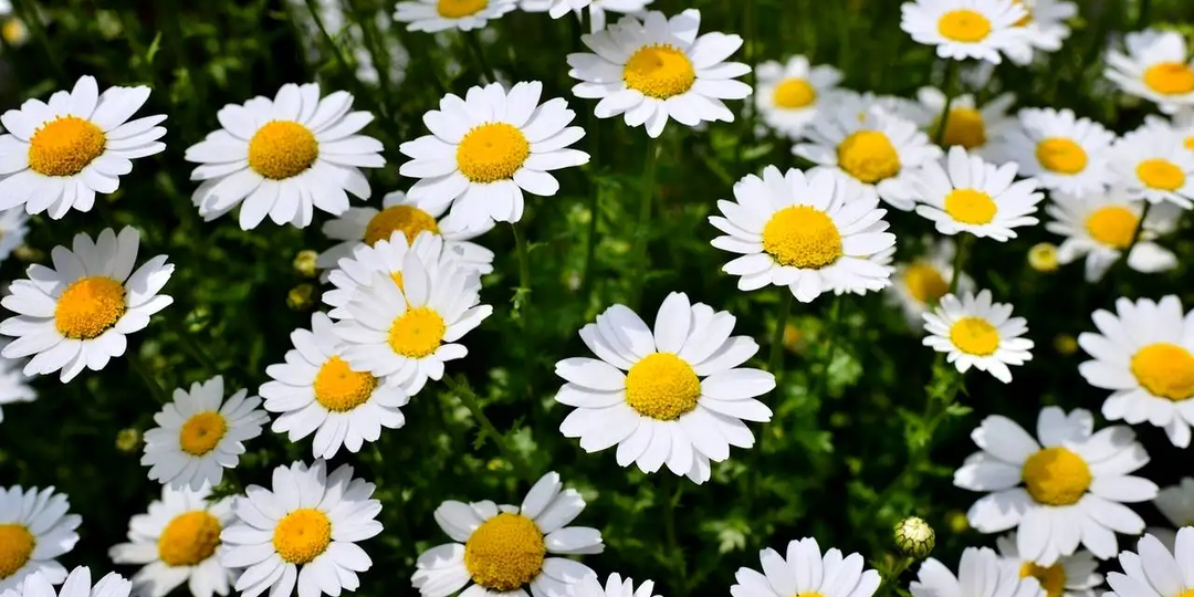 Двадцать пять +++