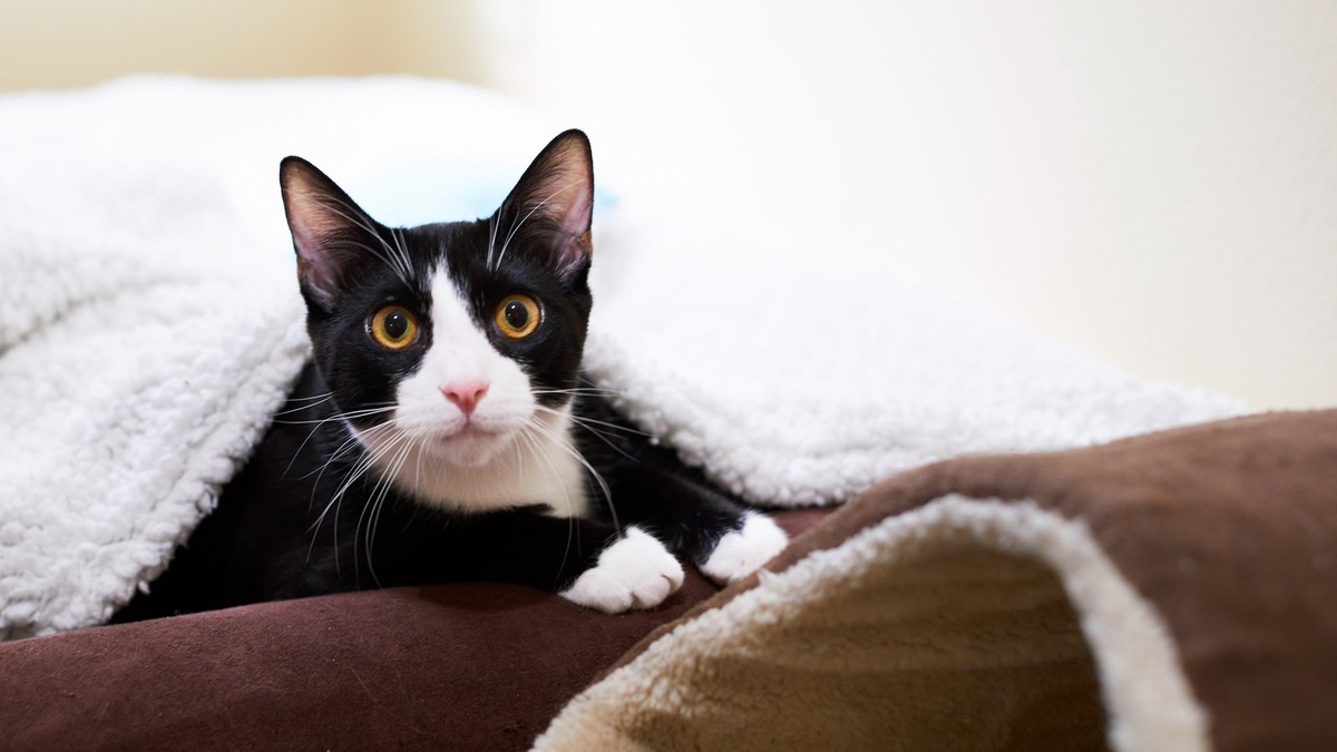    Компактная квартира может стать полноценным и интересным миром для вашей кошки