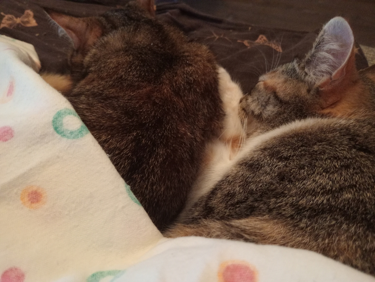 Спи моя маленькая сестрёнка, я с тобой! Маруся.