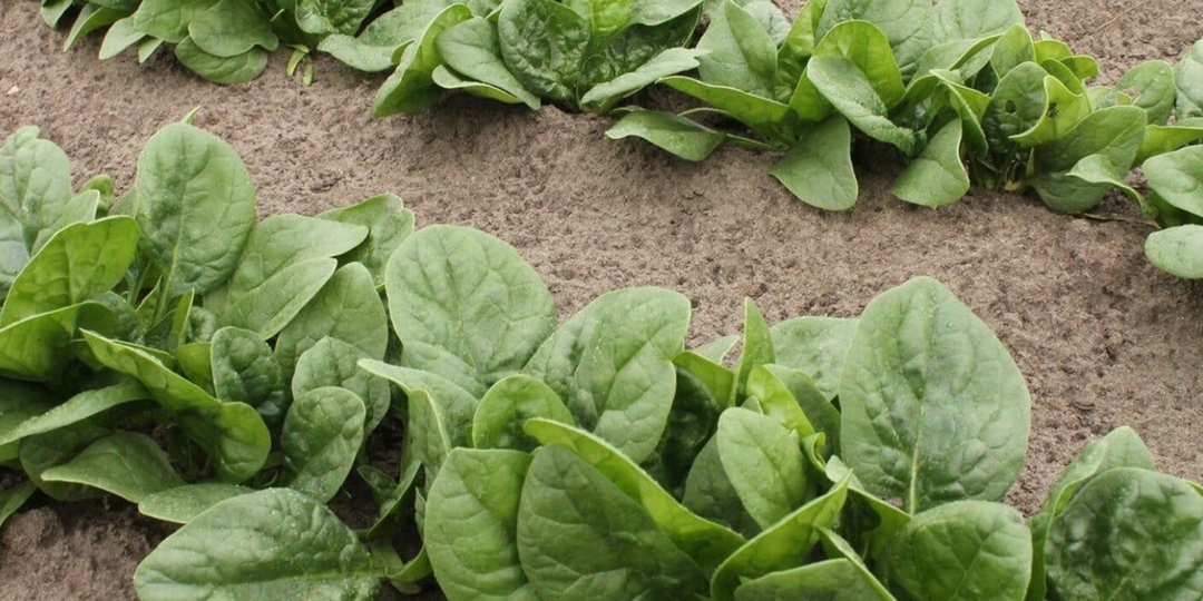 Какие овощи нужно успеть посеять до 20 апреля