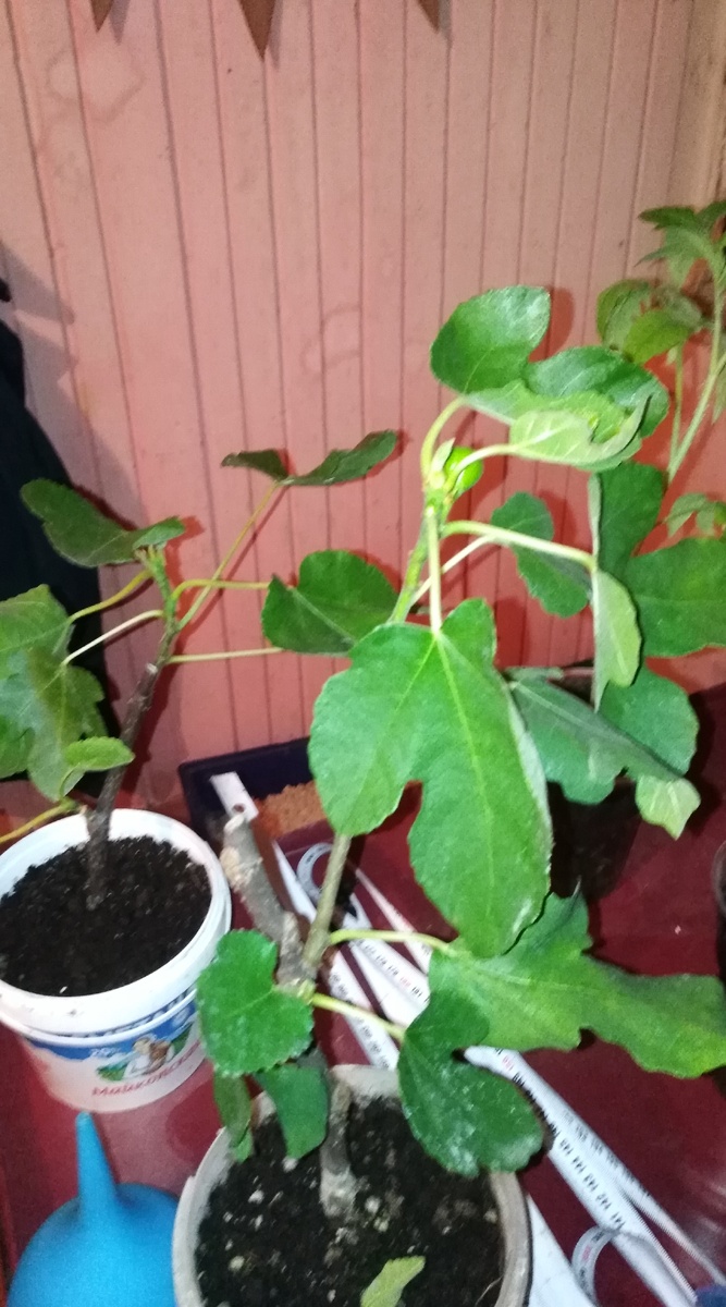 Пришли по почте в отличном состоянии.