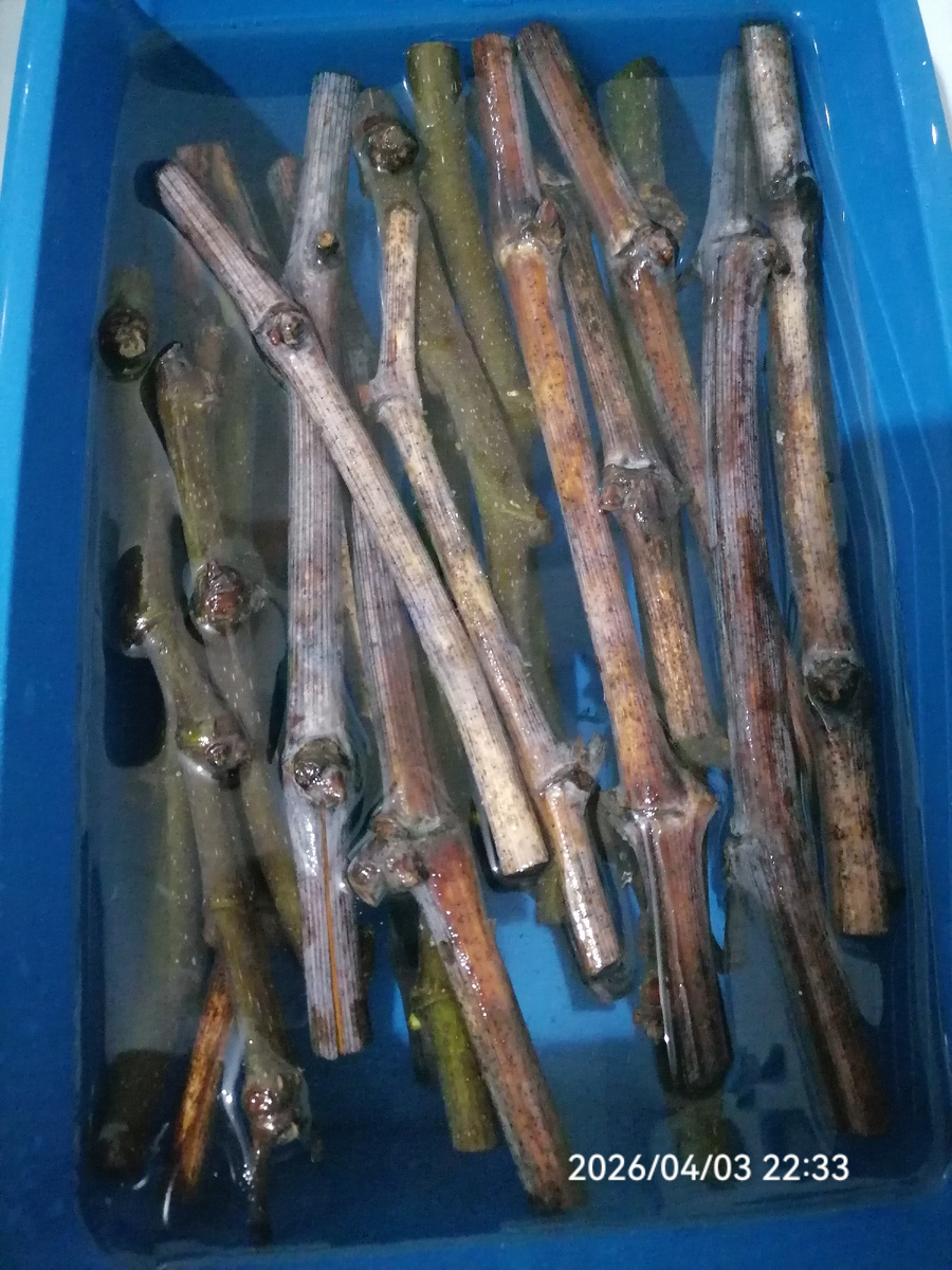 У инжира более зелёная кора.