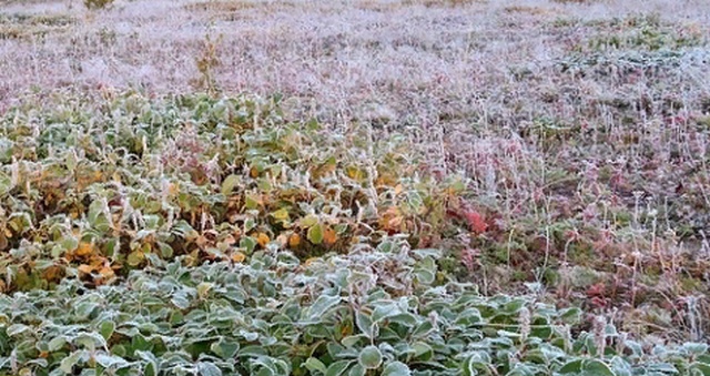 В Курскую область вернутся заморозки - идет волна похолодания