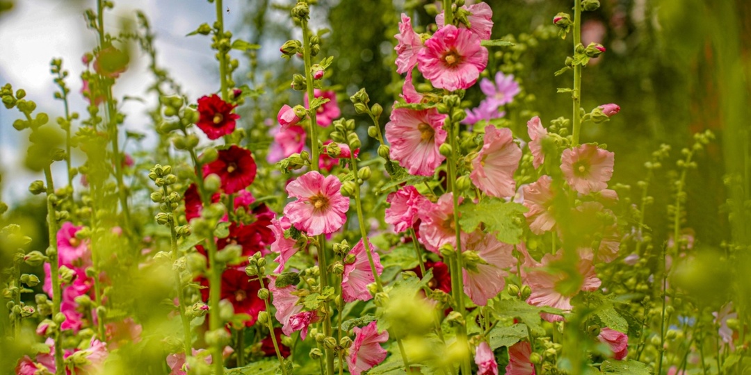 Всего один день в апреле расскажет всё о лете: что скрывают приметы на Вербное воскресенье
