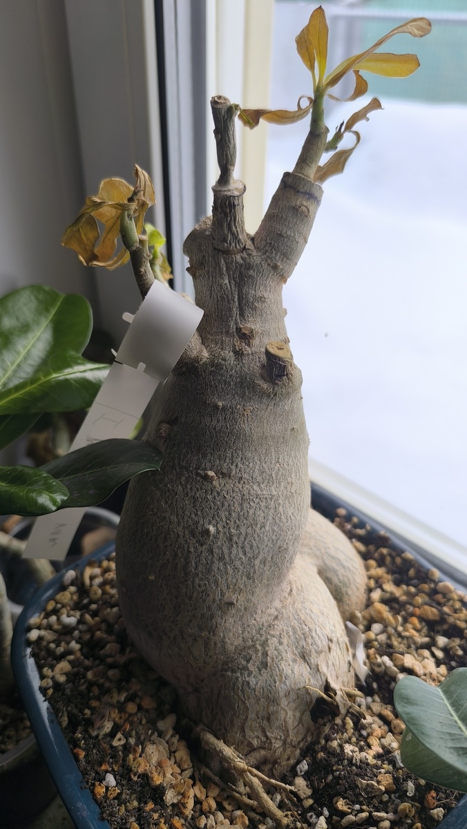 Адениум залитый мной по неосторожности зимой, горшок 4,5 литра.