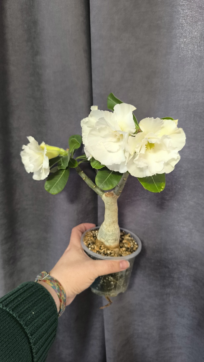 Мой сеянец название дала Кринолин.