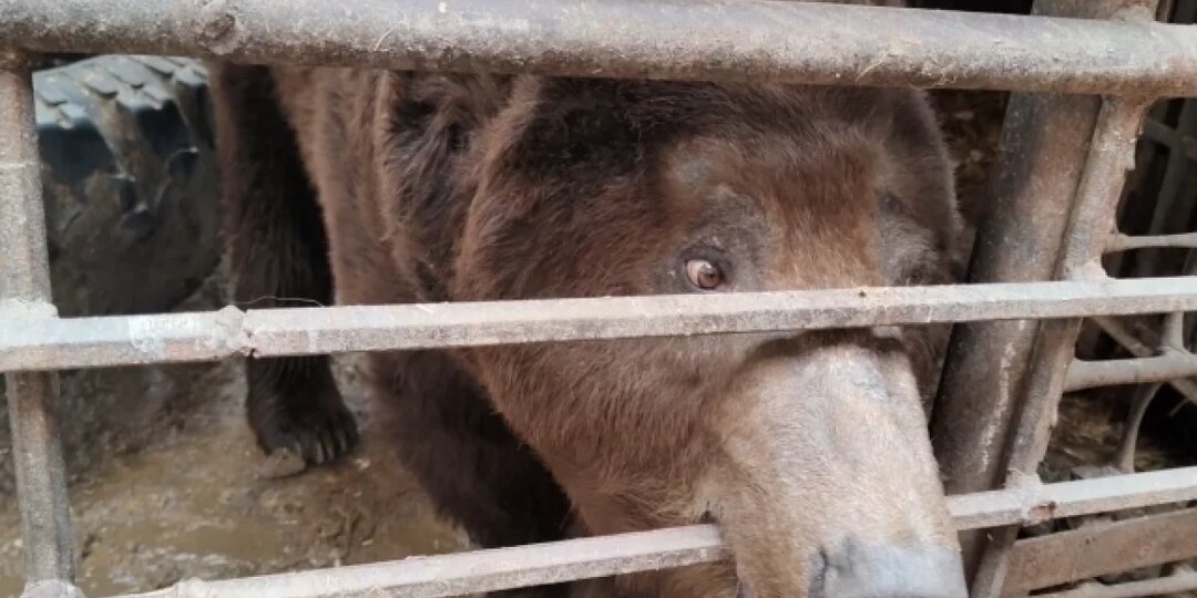 Троичане просят спасти погибающего в клетке 10-летнего ручного медведя